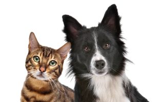 Pets And Your Estate Plan